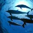 dolphinKey