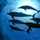 dolphinKey