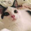 ヒナキチ