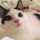ヒナキチ