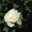 RIN☆ROSE