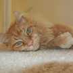 Moggieneko
