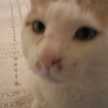 ぬこ君