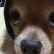 terol