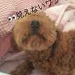 momozhouse