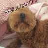 momozhouse