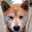 愛犬リク