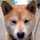 愛犬リク