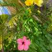 seacomet