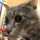 さばねこん