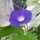 梨の華 梨の華