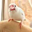 きらつきゆえ