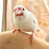 きらつきゆえ