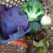 あいす抹茶