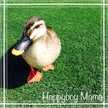 ハッピーボーイママ
