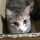 はじめ☆猫愛炸裂中 はじめ☆猫愛炸裂中