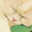 りんりん♪71