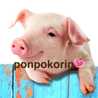 ponpoko♪