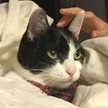 きまぐれすぎる猫