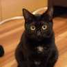 黒猫レシピ