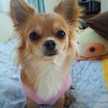愛犬もみこ
