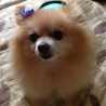 shrimpi♪
