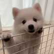 mashispitz