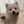 mashispitz