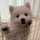 mashispitz mashispitz