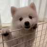 mashispitz