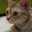 さくneko