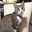 猫中毒ゆうこりん