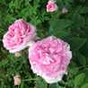 蜜なROSEキッチン