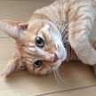なりもふぎ
