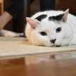 けむけも