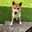わかば・shiba☆