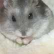yhoyhochan