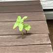 あきひよ12