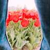 tulip✿