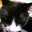 黒猫ミータ
