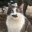 野良ねこ男爵