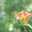 Hemerocallis