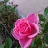 Rose姫 Rose姫