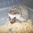 クックUS2C8U☆