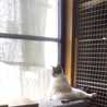 しばとねこ