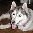 ちゅーたろう