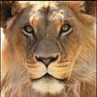 LeoNon