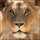 LeoNon