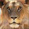 LeoNon