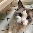 ＊ねこねこ＊